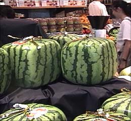 Square watermelon!